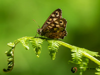 Speckled Wood Butterfly Resting on a Fern