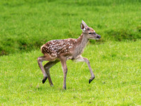 Young Red Deer Running in Grass